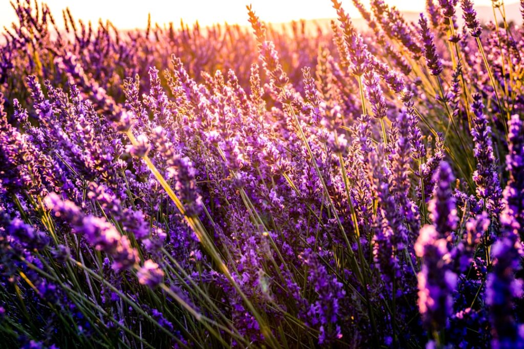 Photo Lavender field