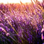 Photo Lavender field